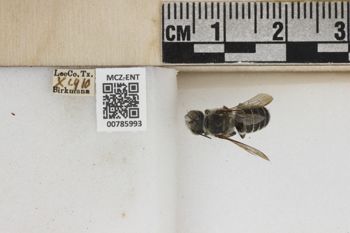 Media type: image;   Entomology 785993 Aspect: Labels